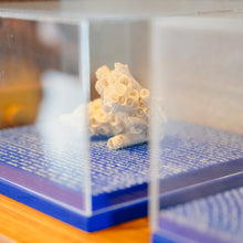 Carregar imagem no visualizador da galeria, Coral-Sol