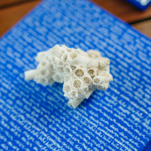 Carregar imagem no visualizador da galeria, Coral-Sol